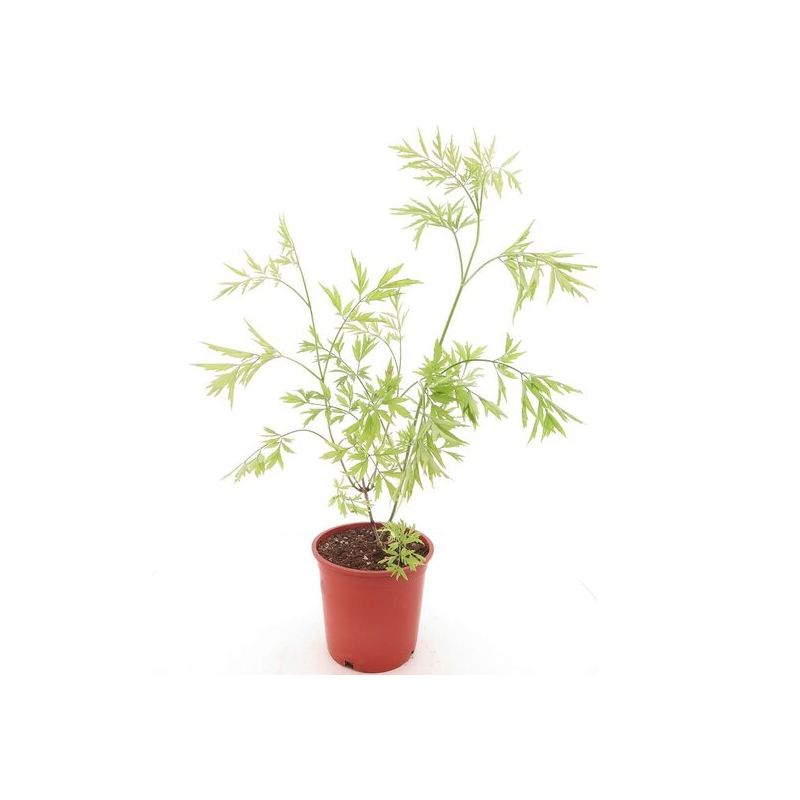 Sambucus nigra Golden Tower - pot Ø 21 cm