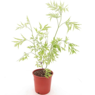 Sambucus nigra Golden Tower - pot Ø 21 cm