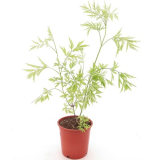 Sambucus nigra Golden Tower - pot Ø 21 cm