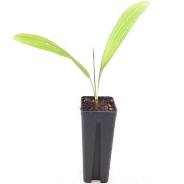 Sabal palmetto - pot 7 x 7 cm