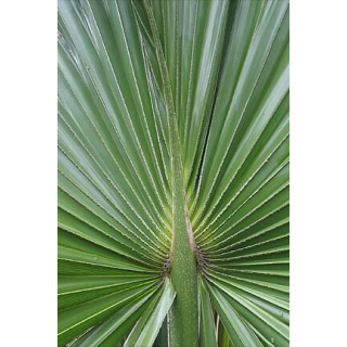 Sabal palmetto - pot 7 x 7 cm