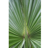 Sabal palmetto - pot 7 x 7 cm