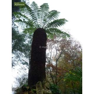 Dicksonia antarctica - pot Ø 26 cm