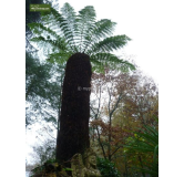 Dicksonia antarctica - pot Ø 26 cm