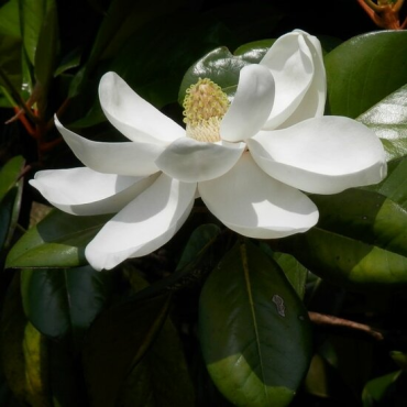 Magnolia grandiflora gloriosa - pot Ø 17 cm