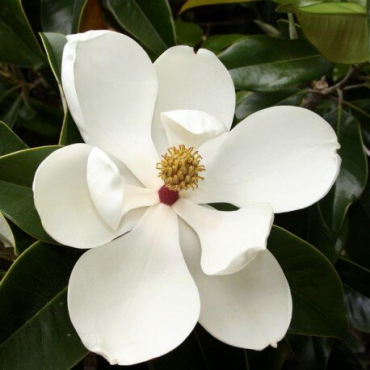 Magnolia grandiflora Gallisoniensis - pot Ø 26 cm