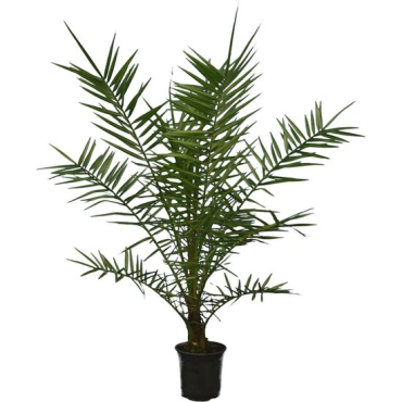 Phoenix canariensis - hauteur totale 100-140 cm - pot Ø 28 cm