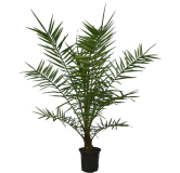 Phoenix canariensis - hauteur totale 100-140 cm - pot Ø 28 cm