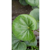 Farfugium japonicum 'Gigantea' / Plante PanthÃ¨re gÃ©ante