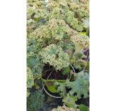 Farfugium japonicum 'Wavy Gravy'Â® / Plante PanthÃ¨re