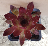 Sempervivum chick charms Â® 'Cherries Jubileeâ„¢' / Joubarbe rouge cerise