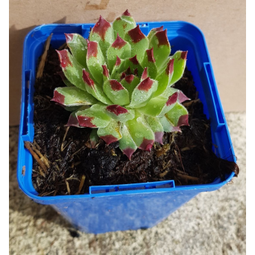 Sempervivum Chick CharmsÂ® 'Mint Marvel' / Joubarbe verte menthe Ã  bords rouges