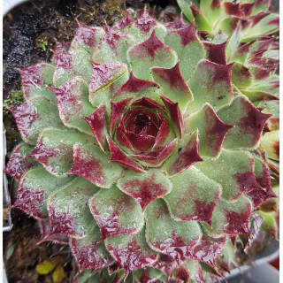 Sempervivum Chick CharmsÂ® 'Mint Marvel' / Joubarbe verte menthe Ã  bords rouges