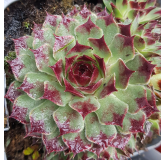 Sempervivum Chick CharmsÂ® 'Mint Marvel' / Joubarbe verte menthe Ã  bords rouges