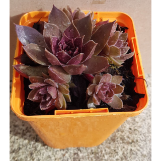 Sempervivum chick charms Â® 'Chocolate kiss' / Joubarbe Ã  rosette couleur chocolat