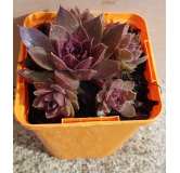 Sempervivum chick charms Â® 'Chocolate kiss' / Joubarbe Ã  rosette couleur chocolat