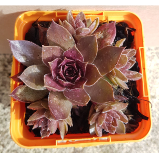 Sempervivum chick charms Â® 'Chocolate kiss' / Joubarbe Ã  rosette couleur chocolat