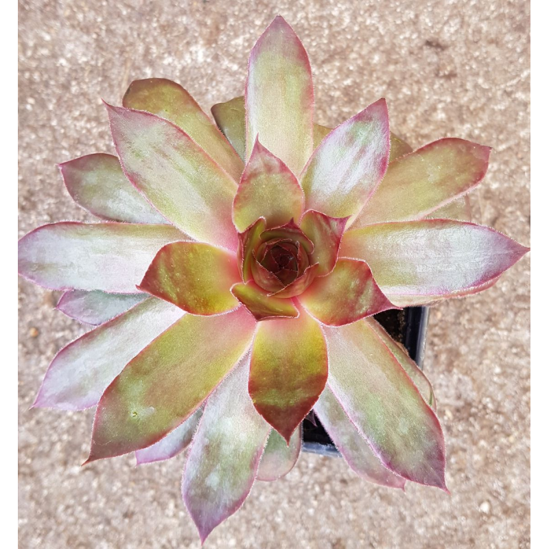 Sempervivum CHICK CHARMSÂ® GIANTS 'Copper Canyon'Â®