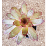 Sempervivum CHICK CHARMSÂ® GIANTS 'Copper Canyon'Â®