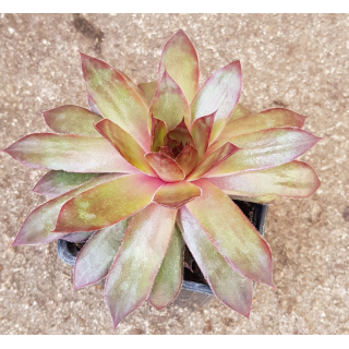 Sempervivum CHICK CHARMSÂ® GIANTS 'Copper Canyon'Â®