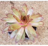 Sempervivum CHICK CHARMSÂ® GIANTS 'Copper Canyon'Â®