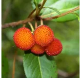 Arbutus unedo - totale hoogte 60-80 cm -  pot 3 Ltr