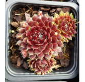 Sempervivum chick charms Â® 'Cosmic candy' / Joubarbe Ã  rosette rouge foncÃ© cÅ“ur duveteux