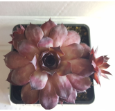 Sempervivum CHICK CHARMS Â® CHOCO LATTE â„¢ / Joubarbe chocolat