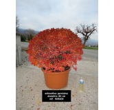 Enkianthus perulatus - Arbuste caduc au feuillage rouge vif | Floraison printanière en clochettes