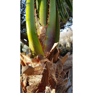 Washingtonia robusta / Palmier du Mexique