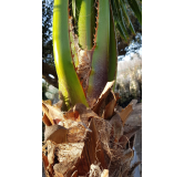 Washingtonia robusta / Palmier du Mexique