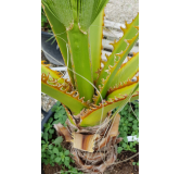 Washingtonia filifera / Palmier de Californie