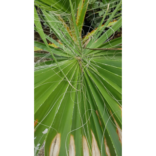 Washingtonia filifera / Palmier de Californie