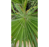 Washingtonia filifera / Palmier de Californie