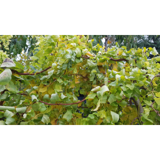 Robinia pseudoacacia Twisty BabyÂ® 'Lace Lady' / Acacia nain tortueux  Faux acacia nain tortueux