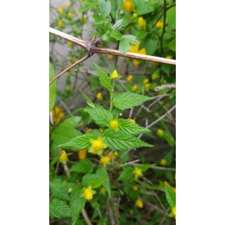 Kerria japonica 'Golden Guinea' / CorÃªte du Japon Ã  fleurs simples