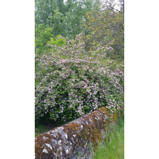 Kolwitzia amabilis 'Pink Cloud' / Buisson de BeautÃ© rose