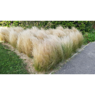 Stipa tenuissima 'Pony Tails' / Cheveux d'ange