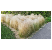 Stipa tenuissima 'Pony Tails' / Cheveux d'ange