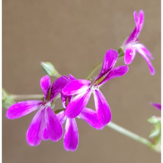 Pelargonium 'Deerwood Lavender' / GÃ©ranium au parfum de Lavande