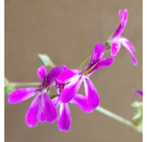 Pelargonium 'Deerwood Lavender' / GÃ©ranium au parfum de Lavande