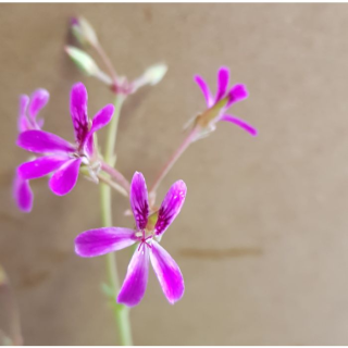 Pelargonium 'Deerwood Lavender' / GÃ©ranium au parfum de Lavande