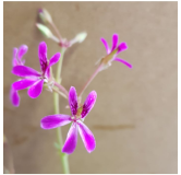 Pelargonium 'Deerwood Lavender' / GÃ©ranium au parfum de Lavande