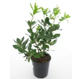 Arbutus unedo - totale hoogte 60-80 cm -  pot 3 Ltr