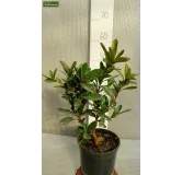 Arbutus unedo - totale hoogte 60-80 cm -  pot 3 Ltr