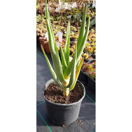 Aloe barberae x dichotoma 'Hercules' / Aloès arborescente / Conteneur de 2 à 2.9 litres