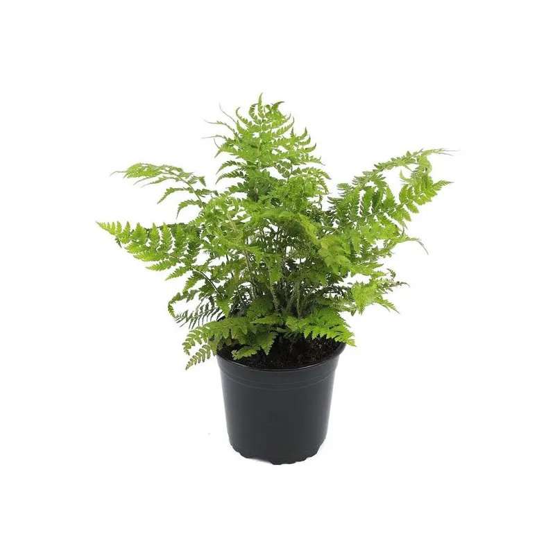 Polystichum braunii - pot 2 ltr