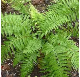 Polystichum braunii - pot 2 ltr