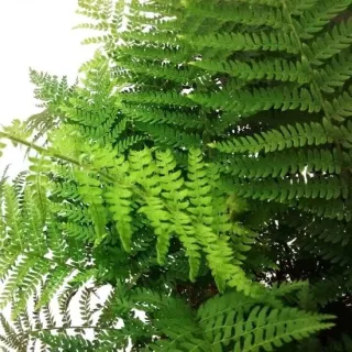 Polystichum braunii - pot 2 ltr