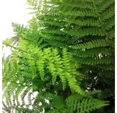 Polystichum braunii - pot 2 ltr